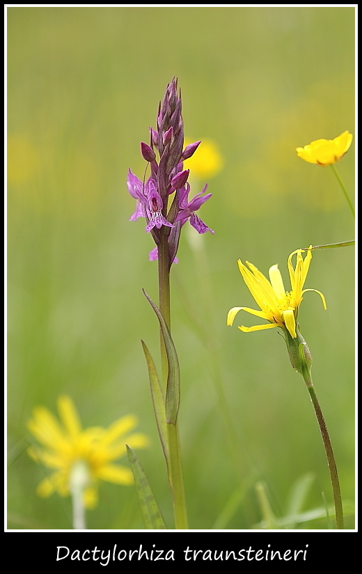 Dactylorhiza incarnata